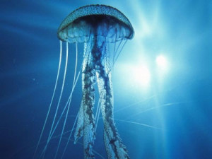 meduzy