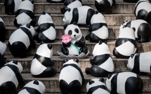 pandy