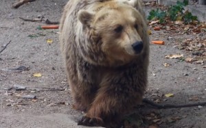 mishka